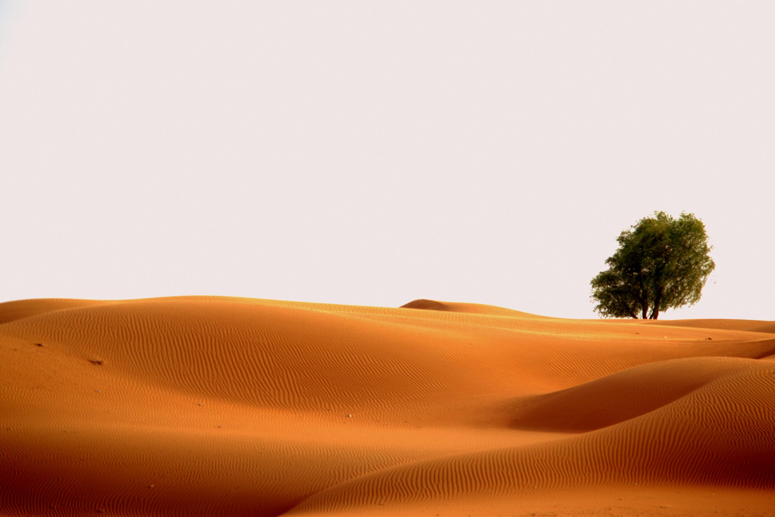 मरुस्थल मरुस्थल